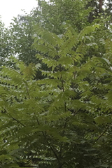 Juglans nigra