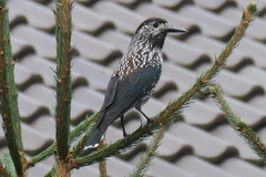 Nucifraga caryocatactes