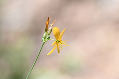 Echeandia reflexa