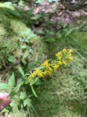 Solidago hispida