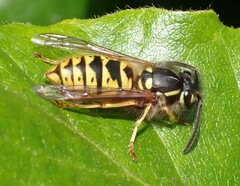Vespula vulgaris