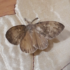 Lymantriinae