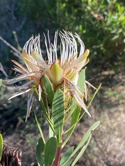 Protea lanceolata