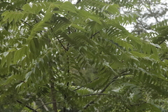 Juglans nigra
