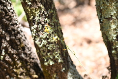 Echeandia reflexa