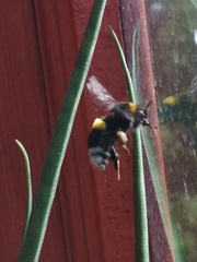 Bombus