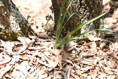Echeandia reflexa
