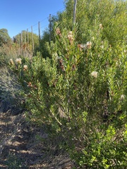 Protea lanceolata
