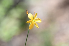Echeandia reflexa