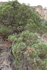 Juniperus polycarpos