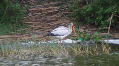 Mycteria ibis