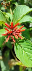 Hamelia patens image