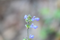 Salvia prunelloides