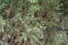Juniperus polycarpos