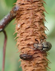 Strophosoma melanogrammum