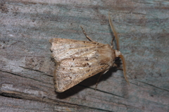 Agrotis bigramma