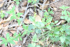 Salvia prunelloides