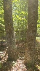Quercus montana