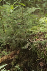 Abies alba