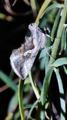 Macdunnoughia confusa