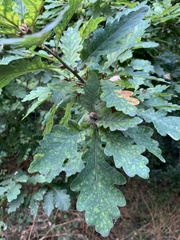 Quercus petraea