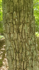 Quercus montana