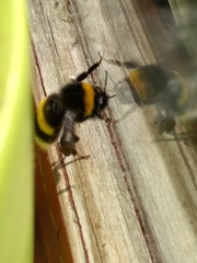 Bombus