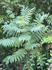 Rhus typhina