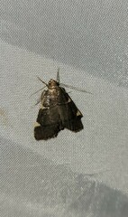 Hypsopygia