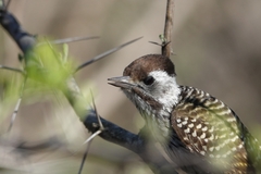 Chloropicus fuscescens