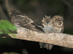 Nyctiprogne leucopyga