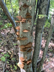 Hapalopilus rutilans