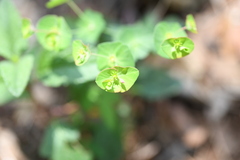 Euphorbia greggii