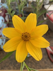 Bidens trichosperma