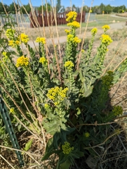 Solidago rigida