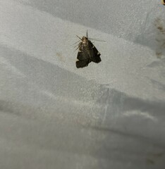 Hypsopygia