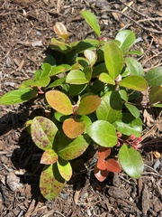 Vaccinioideae