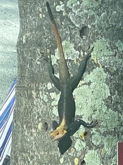 Agama picticauda