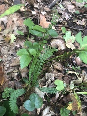 Asplenium platyneuron