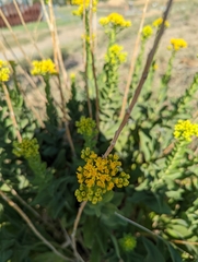 Solidago rigida