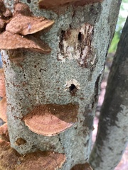 Hapalopilus rutilans