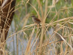Tchagra australis