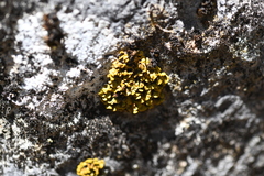 Xanthopsorella texana