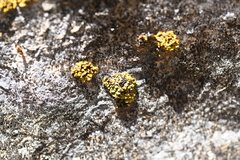 Xanthopsorella texana