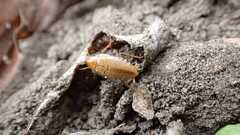 Ectobius vittiventris