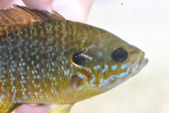 Lepomis macrochirus × cyanellus