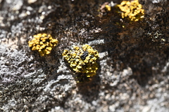 Xanthopsorella texana