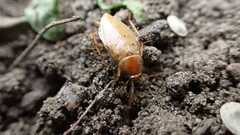 Ectobius vittiventris