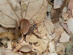 Probergrothius