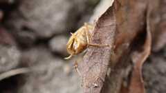 Ectobius vittiventris